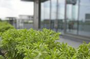 Powder Coated Zintec Steel Planters