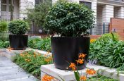 Custom coloured round tree planters