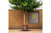 Custom tree guard at Newhall food store