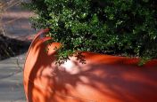 Close Up of Aladin Fibre Reinforced Cement Boulevard Planters