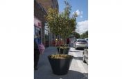 Large flared cone shaped public planters