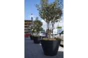 Conical tree planters for public spaces