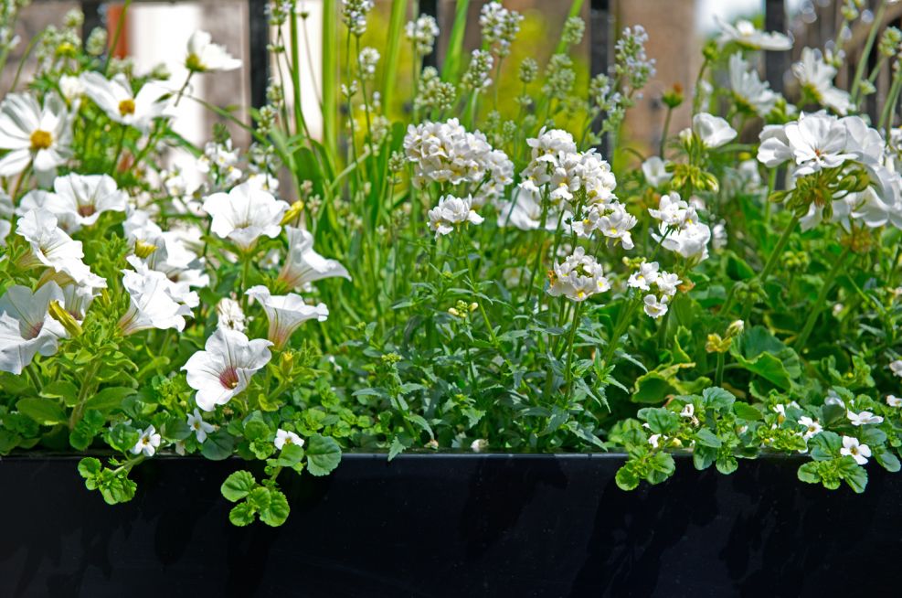 Powder Coated Steel Planters