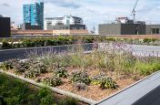 Large rectangular planters for roof garden