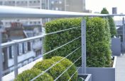 Stainless Rigging Security Rail Passes Trhrough The Buxus