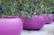 Close Up Of Aladin Planters in RAL 4008