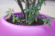 Pink Fibre Reinforced Cement Planters