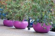 Row of Aladin External Tree Planters in Signal Violet