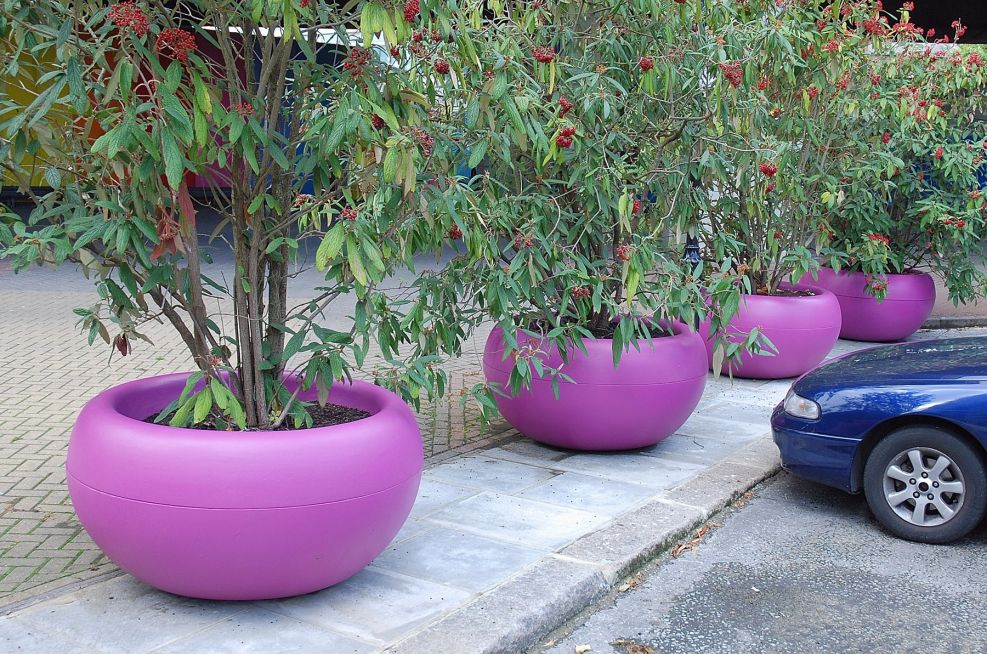 Signal Violet Large Tree Planters Adorning Carpark