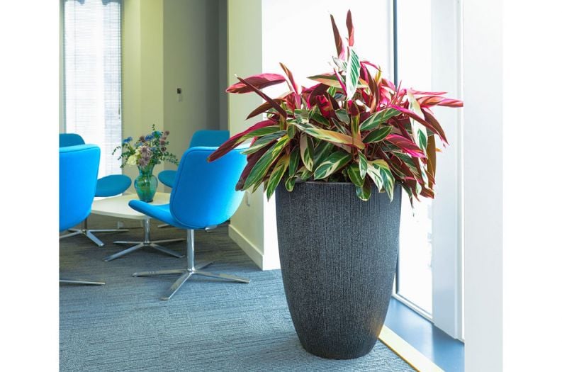 Radial planters at Aberdeen City Council’s new corporate headquarters in Marischal College